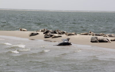 Ontdek Terschelling in de zomer