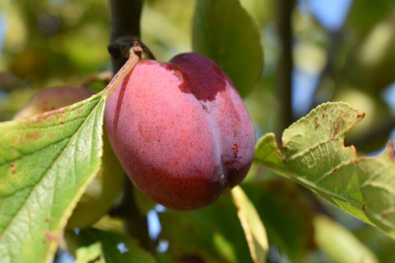 Dichtbijzee fruit in de relax tuin foto 1