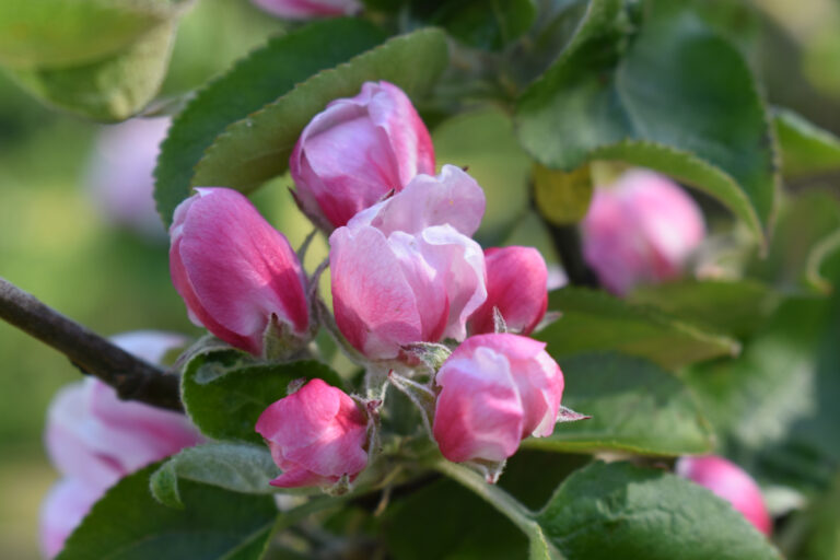 Dichtbijzee relax tuin appelboom bloessem