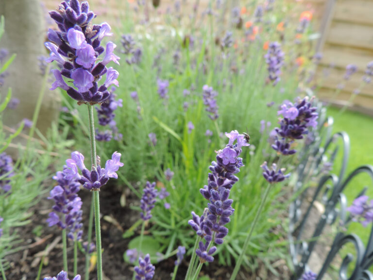 Dichtbijzee tuin lavendel